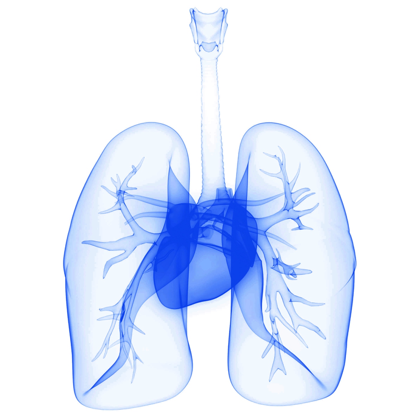 Heart & Lungs Heart & Lungs